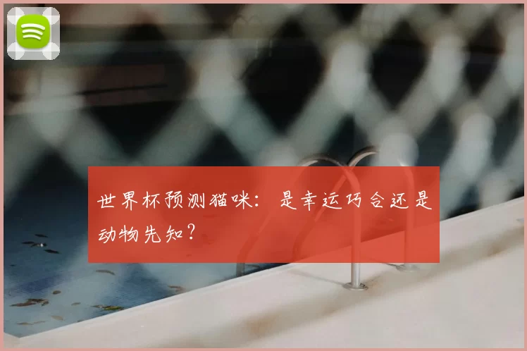 世界杯预测猫咪：是幸运巧合还是动物先知？