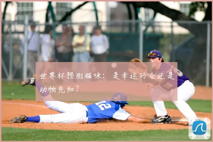 世界杯预测猫咪：是幸运巧合还是动物先知？